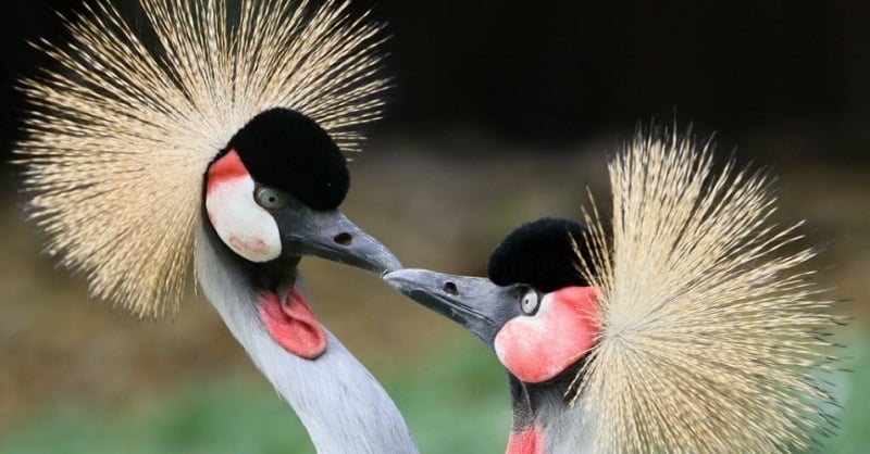 Como chegar ao Jardim Zoológico Como chegar ao Jardim Zoológico